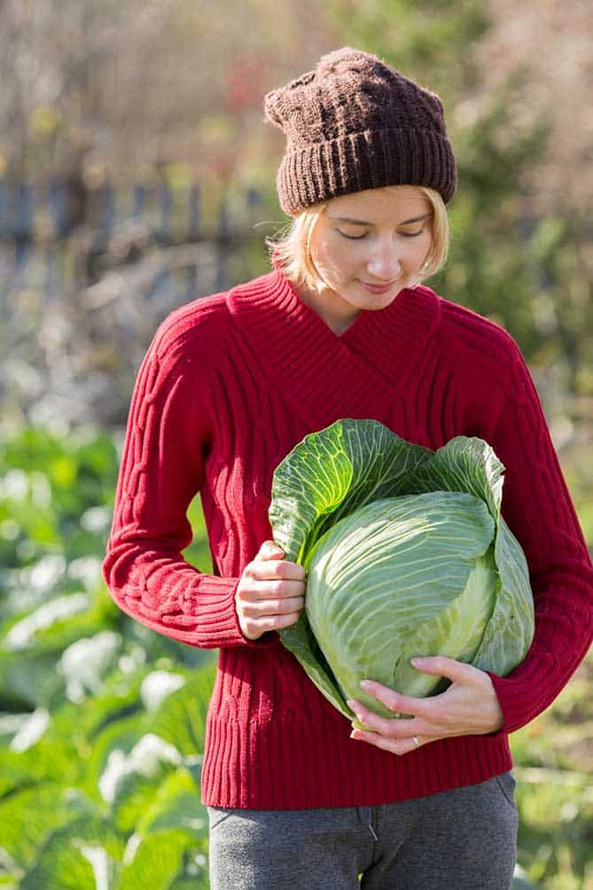 Woman in cabbage field tearing outside leaf off a beautiful head of cabbage.